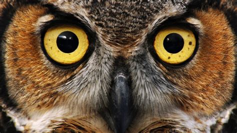 Owl Eyes Betano